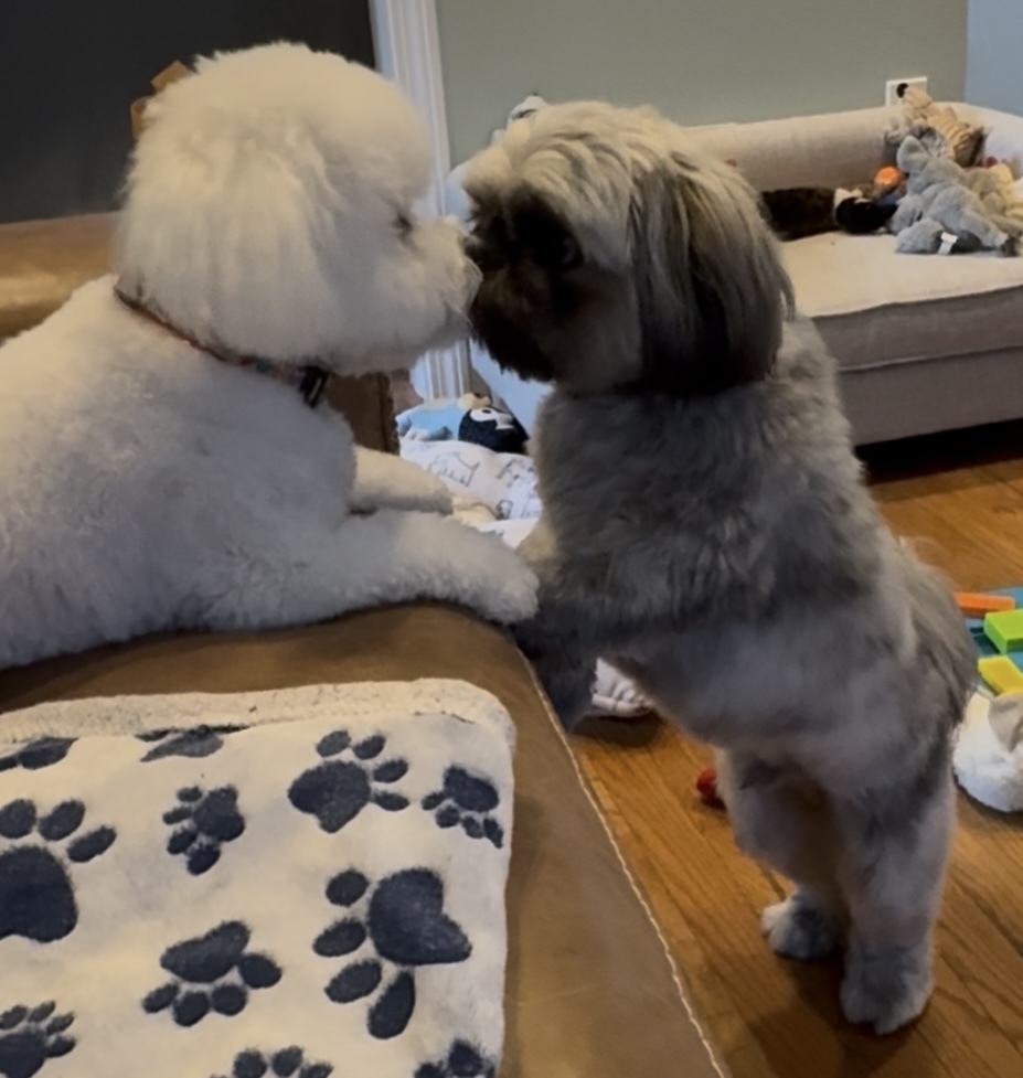 Stella and Rafa sharing a kiss. Photo source: The Wareham Dog Park Affiliation 