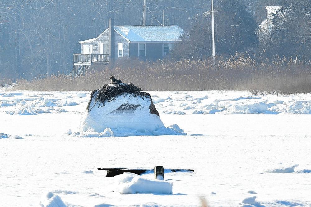 A coyote took advantage of the cold weather to cozy up in an osprey nest. Photos source: Sharon Lucido