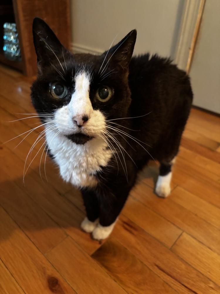 Yarelis the cat