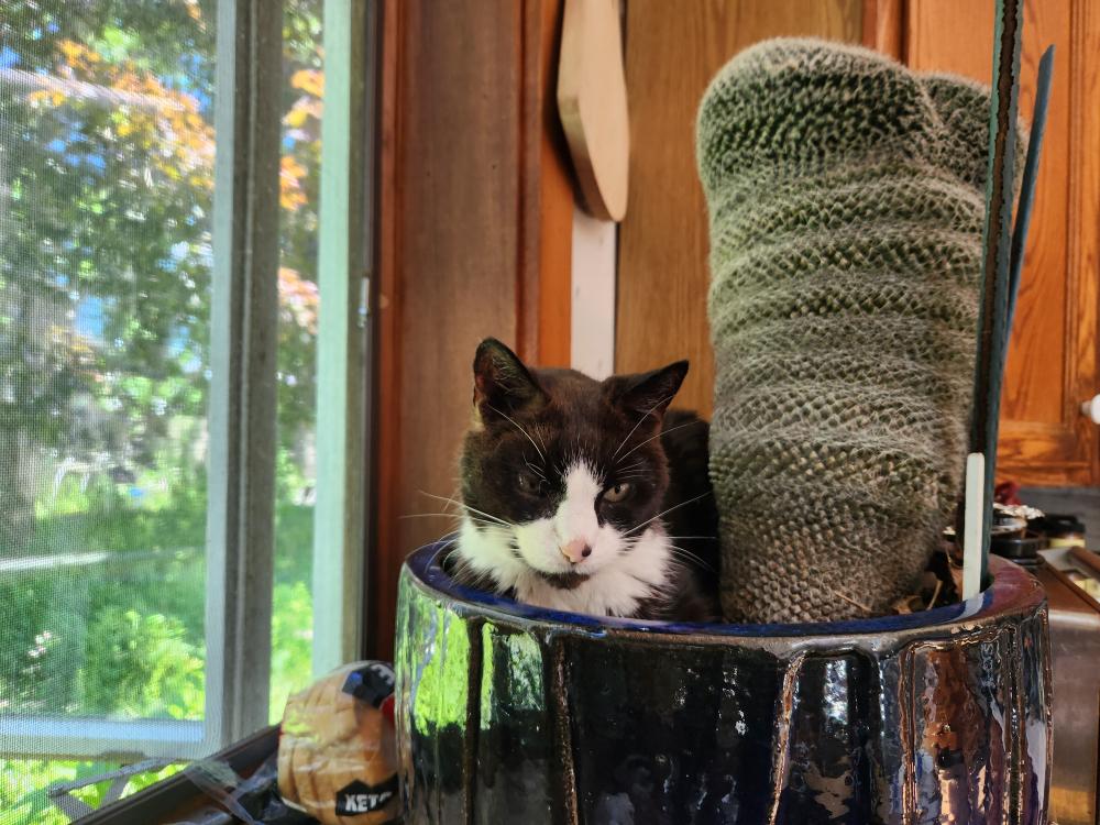 Moochi cuddling up with a cactus in her family home. Photo source: Naomi Arenberg
