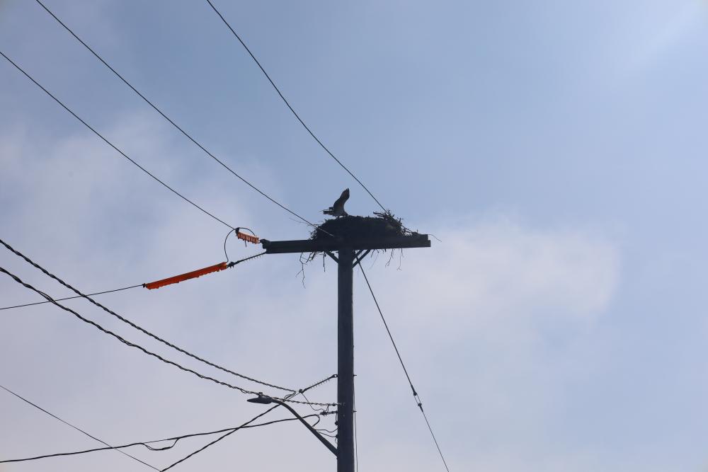 An osprey nest at Oceanside Drive in Swifts Beach. Photo by Nick Mossman