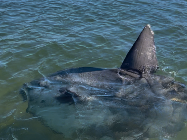 The sunfish in Onset Bay near Wickets Island. Photos source: Onset Bay Center