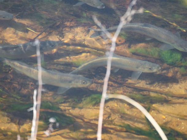 A school of herring near Shangri-La. Photo by Andrew Griffith