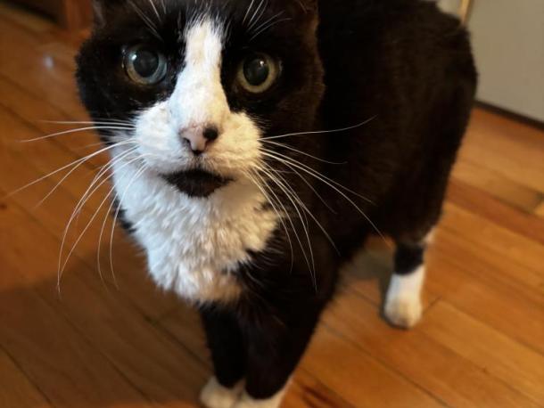 Yarelis the cat