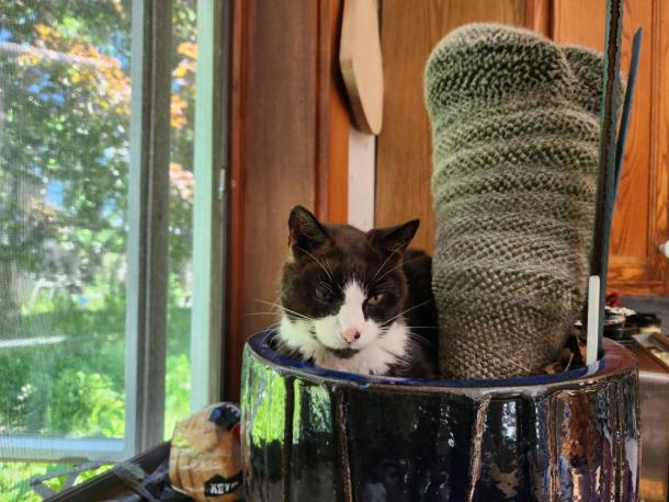 Moochi cuddling up with a cactus in her family home. Photo source: Naomi Arenberg
