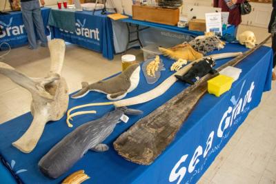 The Woods Hole Oceanographic Institute had some whale-y good items on display. none