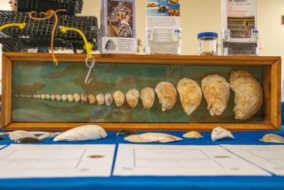 A collection of shells. none
