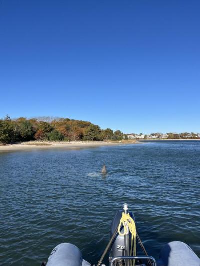 That's no shark, that's a sunfish.