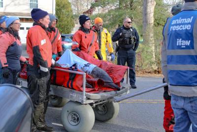 Two dolphins were placed next to each other on the wagon.