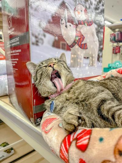 Though she's a kitten no-more, employees say Cinder still has the spunk of one.