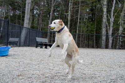 Winnie the yellow Labrador retriever catches a tennis ball. 