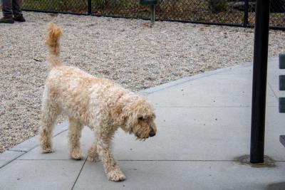Bud the double doodle talks a walk. 