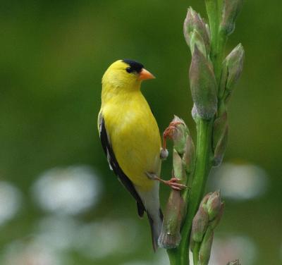 A goldfinch near the creek.