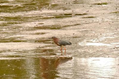A green heron.