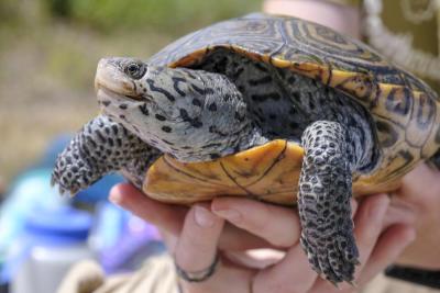 Diamondback terrapins are a protected species, and construction on the Route 6 bridge has been delayed to protect their nesting areas. File photo