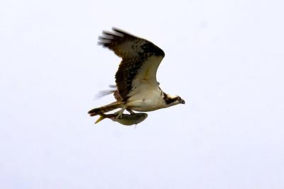 Osprey breakfast, flown in fresh . . .