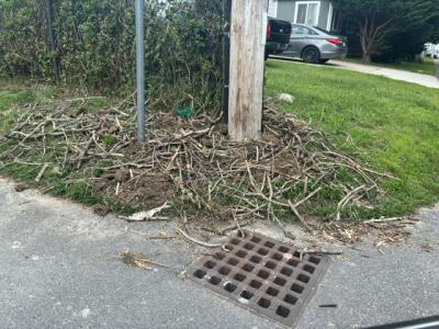 Destroyed nest