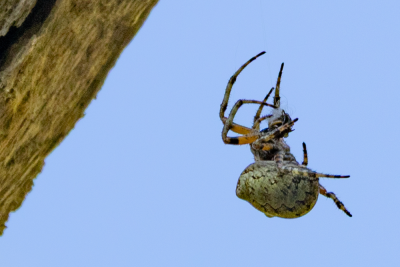 A Giant Lichen Orbweaver spotted during the BioBlitz. Photo by Andrew Griffith