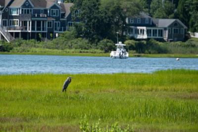 A bird spotted during the BioBlitz. Photo source: Tom Goetz