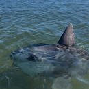 The sunfish in Onset Bay near Wickets Island. Photos source: Onset Bay Center