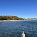 That's no shark, that's a sunfish.