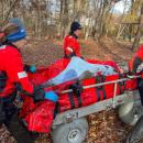 The dolphins being taken through the yard.