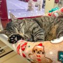 Litter-ally so comfortable. 