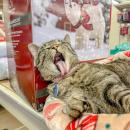 Though she's a kitten no-more, employees say Cinder still has the spunk of one.