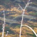 A school of herring near Shangri-La. Photo by Andrew Griffith
