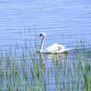 A swan, Wareham’s bird, needs no introduction.