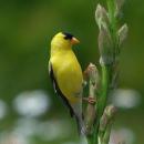 A goldfinch near the creek.