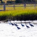 With a flock of great blue herons, the egret stands out.