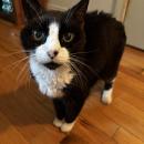 Yarelis the cat