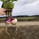 Turnips