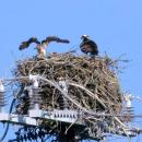 . . . to a nest where a chick flexes its wings.