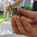 A baby diamondback terrapin is held up for observation on Saturday, Sept. 10, 2022 at Briarwood Beach. Photo by Alexandra Weliever
