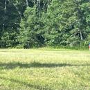 If you look closely, a black bear can be seen along the tree line on the left side of this photo. Source: Wareham Department of Natural Resources Facebook