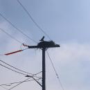 An osprey nest at Oceanside Drive in Swifts Beach. Photo by Nick Mossman