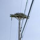 Eversource de-energized this pole along Minot Avenue so ospreys could continue to nest safely.
