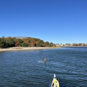 That's no shark, that's a sunfish.