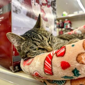 Cinder looking purr-ty comfortable in her bed. 