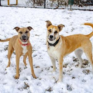 Peaches and Seven paws their play fighting for a photo. Photos by Brandy Muz