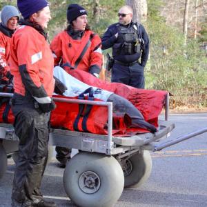 The dolphins were loaded onto a soft mat and transported by a team from International Fund for Animal Welfare. Photos by Brandy Muz