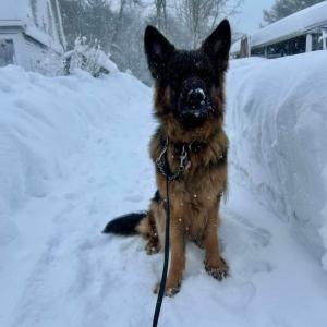 Bear enjoying becoming a pup-cicle. Photo source Melissa Dodson