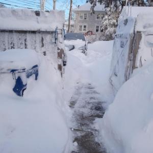 Fence-level snowfall. Photo source: June Rose