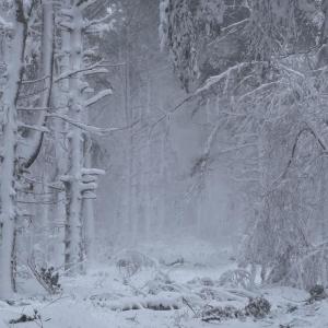  A winter scene in the woods. Photo source:  Nat Heard