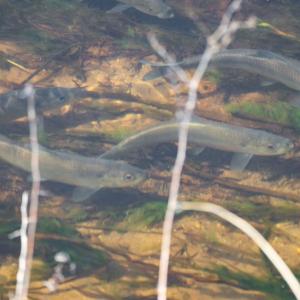 A school of herring near Shangri-La. Photo by Andrew Griffith