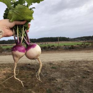 Turnips