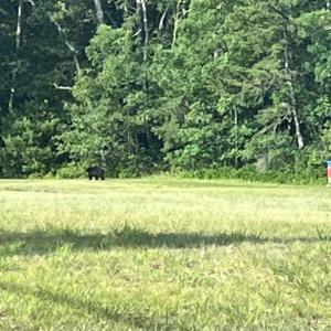 If you look closely, a black bear can be seen along the tree line on the left side of this photo. Source: Wareham Department of Natural Resources Facebook