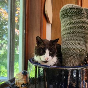 Moochi cuddling up with a cactus in her family home. Photo source: Naomi Arenberg